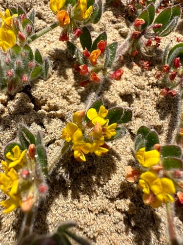 Heermann's bird's-foot trefoil (Acmispon heermannii)