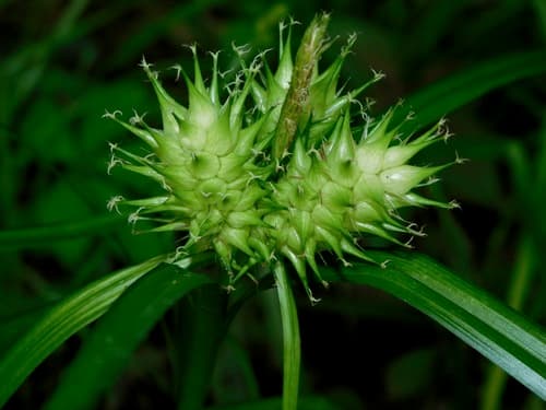 Hop Sedge (Carex lupulina)