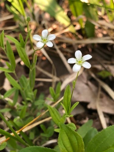 Bluntleaf Sandwort (Moehringia lateriflora)
