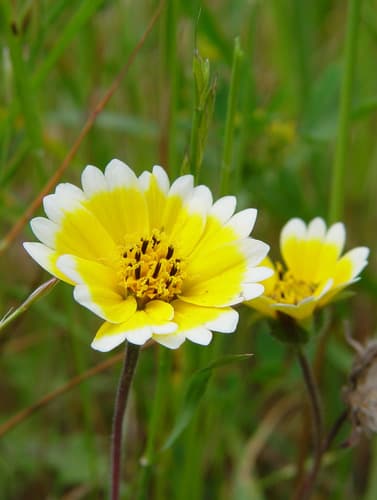 Coastal Tidytips (Layia platyglossa)