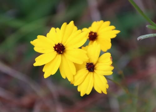 Coastal Plain Tickseed (Coreopsis linifolia)