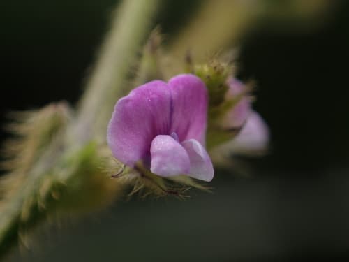 Soya (Glycine max)