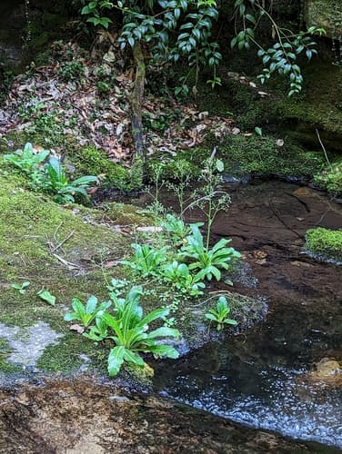 Lettuceleaf Saxifrage (Micranthes micranthidifolia)