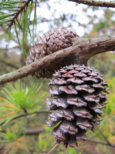 Scrub Pine (Pinus virginiana)