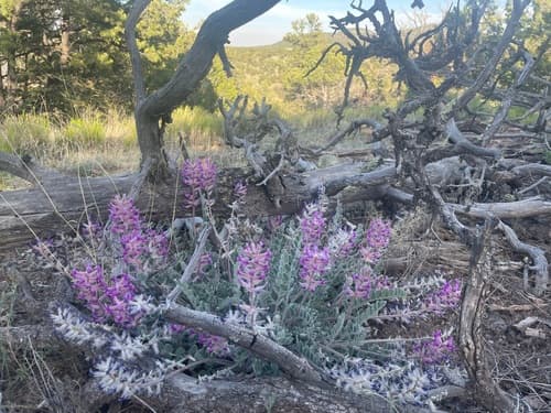 Purple Locoweed (Astragalus mollissimus)