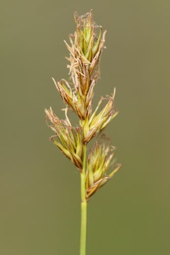 Dryspike Sedge (Carex siccata)