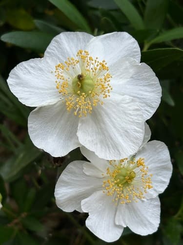 Tree-anomone (Carpenteria californica)