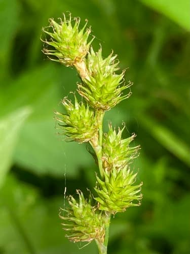 Greater Straw Sedge (Carex normalis)