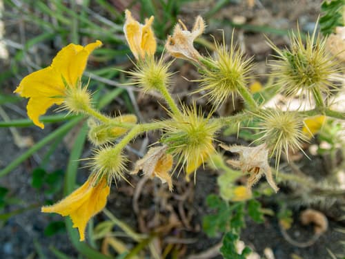 Beaked-sandbur (Solanum rostratum)
