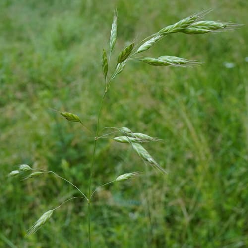 Hairy Chess (Bromus commutatus)