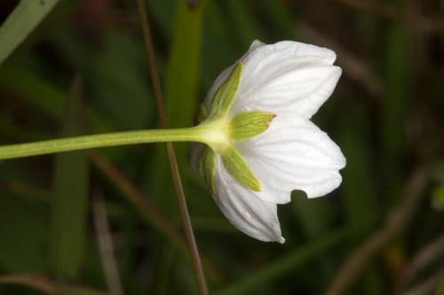 Grass-of-Parnassus (Parnassia palustris)