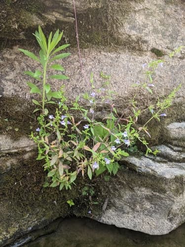 Ozark calamint (Clinopodium glabellum)