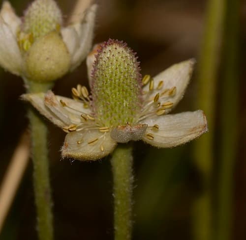 Candle Anemone (Anemone cylindrica)
