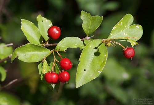 Barbados Cherry (Malpighia glabra)