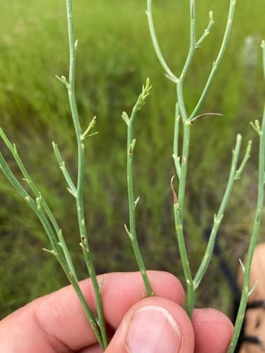 Rush Skeletonplant (Lygodesmia juncea)