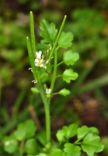 Little Western Bittercress (Cardamine oligosperma)