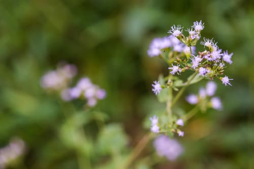 Pink Thoroughwort (Fleischmannia incarnata)