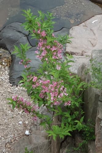 Old Fashioned Weigela (Weigela florida)