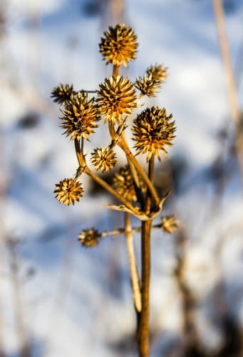 Rattlesnake-master (Eryngium yuccifolium)