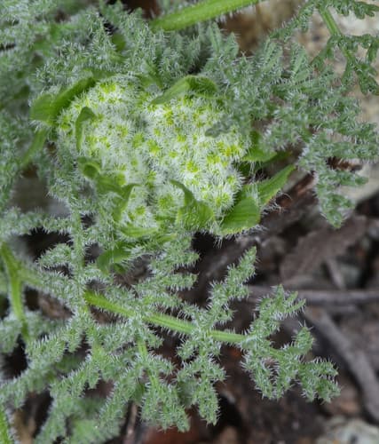 Woollyfruit desertparsley (Lomatium dasycarpum)