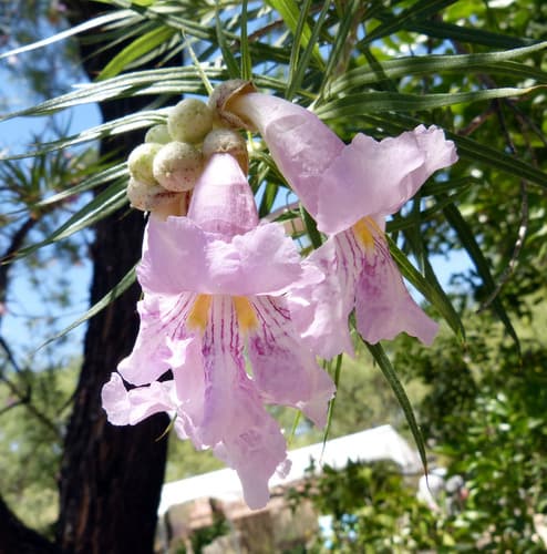 Desert Willow (Chilopsis linearis)