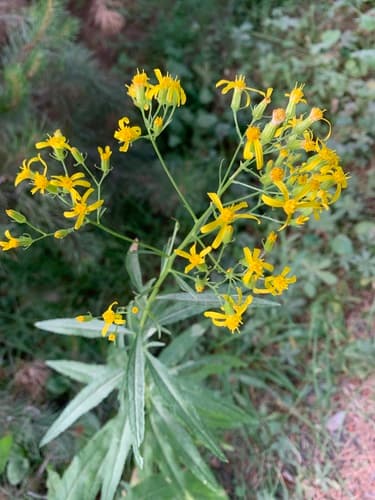 Tall Ragwort (Senecio serra)