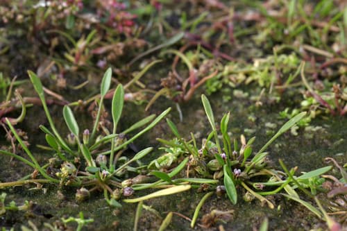 Mudwort (Limosella aquatica)