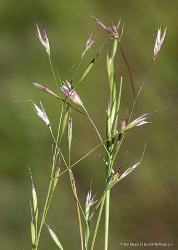 Annual Hairgrass (Deschampsia danthonioides)