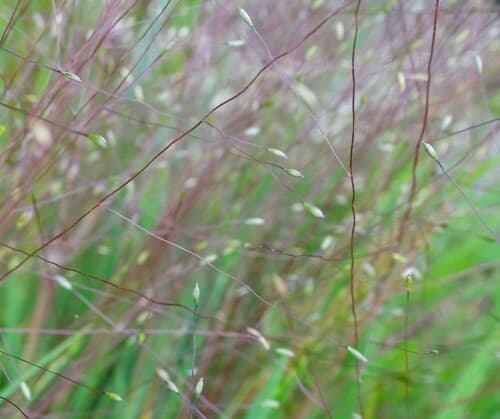 Carolina Crabgrass (Digitaria cognata)