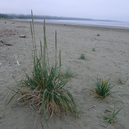 American Dune Grass (Leymus mollis)