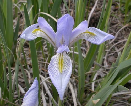 Rocky Mountain Iris (Iris missouriensis)
