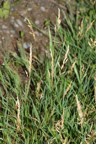 Spreading Bent (Agrostis stolonifera)