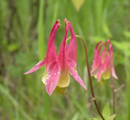 Wild Columbine (Aquilegia canadensis)