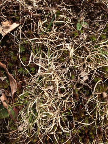 Poverty Oat Grass (Danthonia spicata)