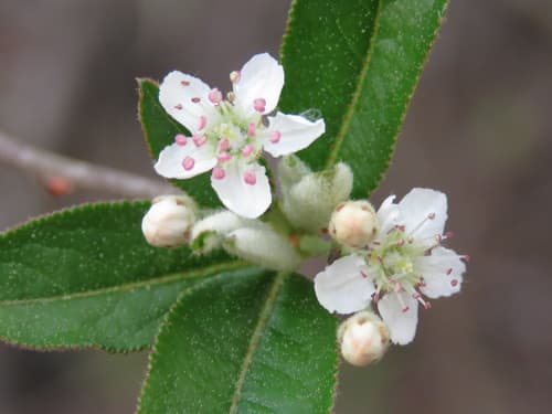 Red Chokeberry (Aronia arbutifolia)