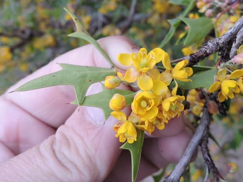 Agarita (Berberis trifoliolata)
