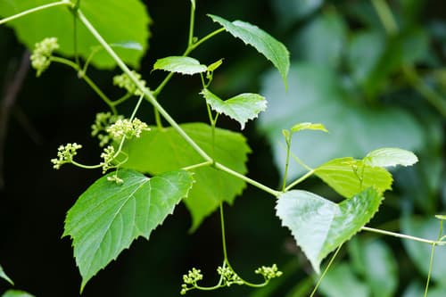 Heart-leaf Ampelopsis (Ampelopsis cordata)