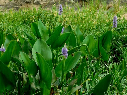 Pickerel-weed (Pontederia cordata)