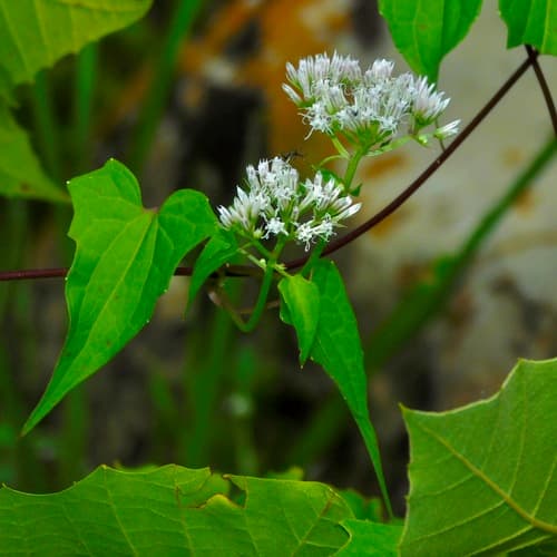 Climbing Hempvine (Mikania scandens)