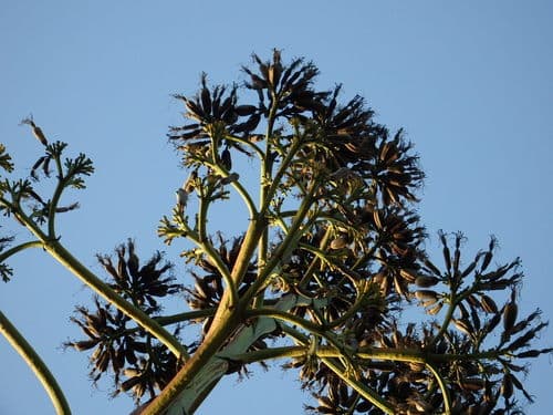 Century Plant (Agave americana)