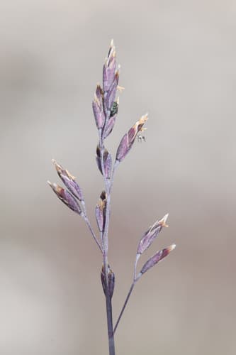 Glaucantha Bluegrass (Poa glauca)