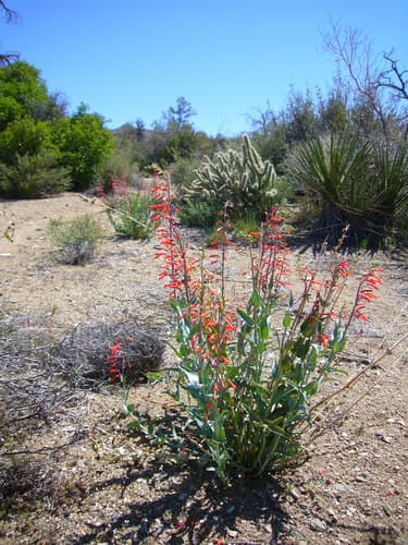 Scarlet Bugler (Penstemon centranthifolius)
