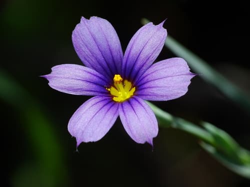 Western Blue-eyed Grass (Sisyrinchium bellum)