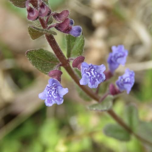 Little Scullcap (Scutellaria parvula)