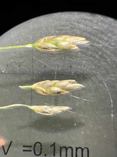 Plains Love Grass (Eragrostis intermedia)