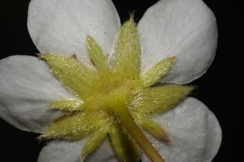 Beach strawberry (Fragaria chiloensis)
