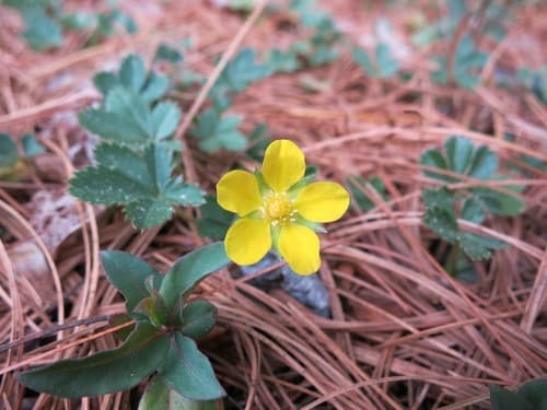 Common Cinquefoil (Potentilla canadensis)