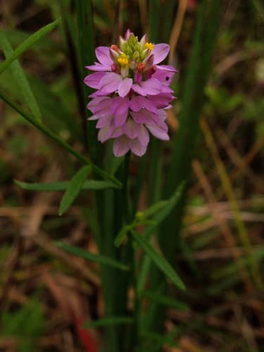 Maryland Milkwort (Polygala mariana)