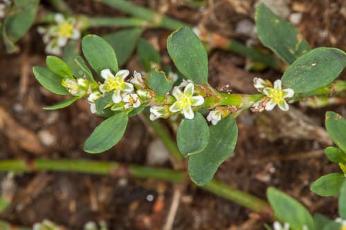 Oval-leaf Knotweed (Polygonum arenastrum)