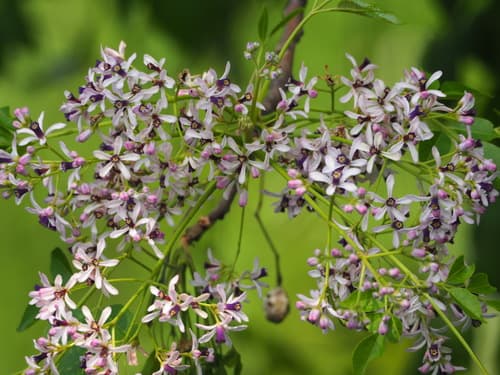 Persian-lilac (Melia azedarach)